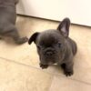 Mike French Bulldog puppies